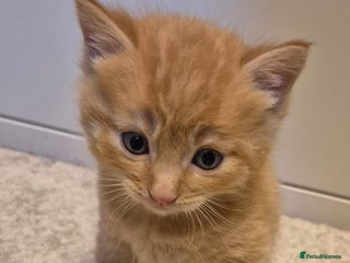 Mixed Breed cats Gorgeous fluffy kittens all sold - Advert 14