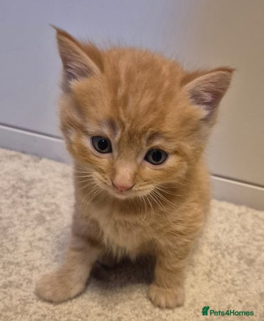 Mixed Breed cats - Advert 8