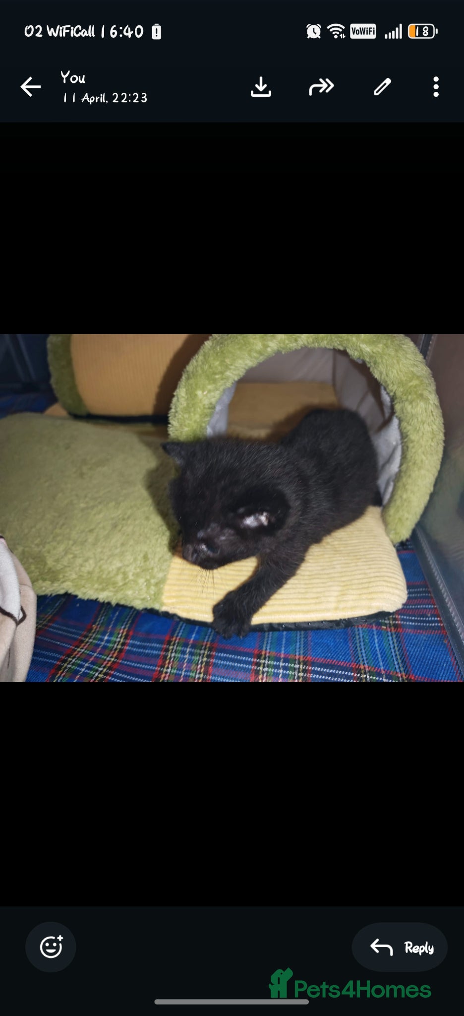 Mixed Breed cats Beautiful boy  - Advert 9