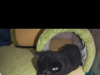 Mixed Breed cats Beautiful boy - Advert 9