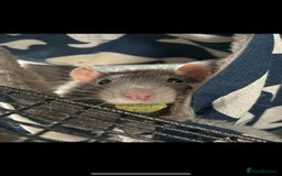 Rat rodents for sale: Brother rats - cuddly and cute - kid handled - Advert 15