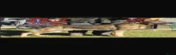 German Shepherd dogs for sale: German shepherd pups (working line) - Advert 4
