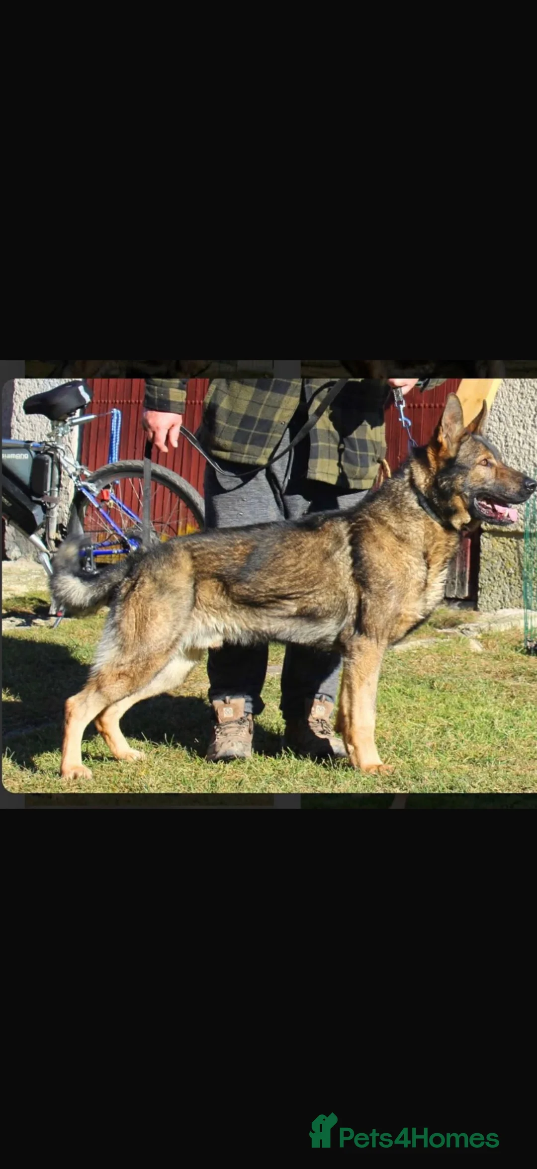 German Shepherd dogs for sale: German shepherd pups (working line) - Advert 4