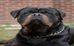 Rottweiler dogs for stud: Stunning Boy Available For Stud……. in Diss - Image 1