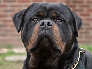 Rottweiler dogs Stunning Boy Available For Stud……. in Diss - Advert 4
