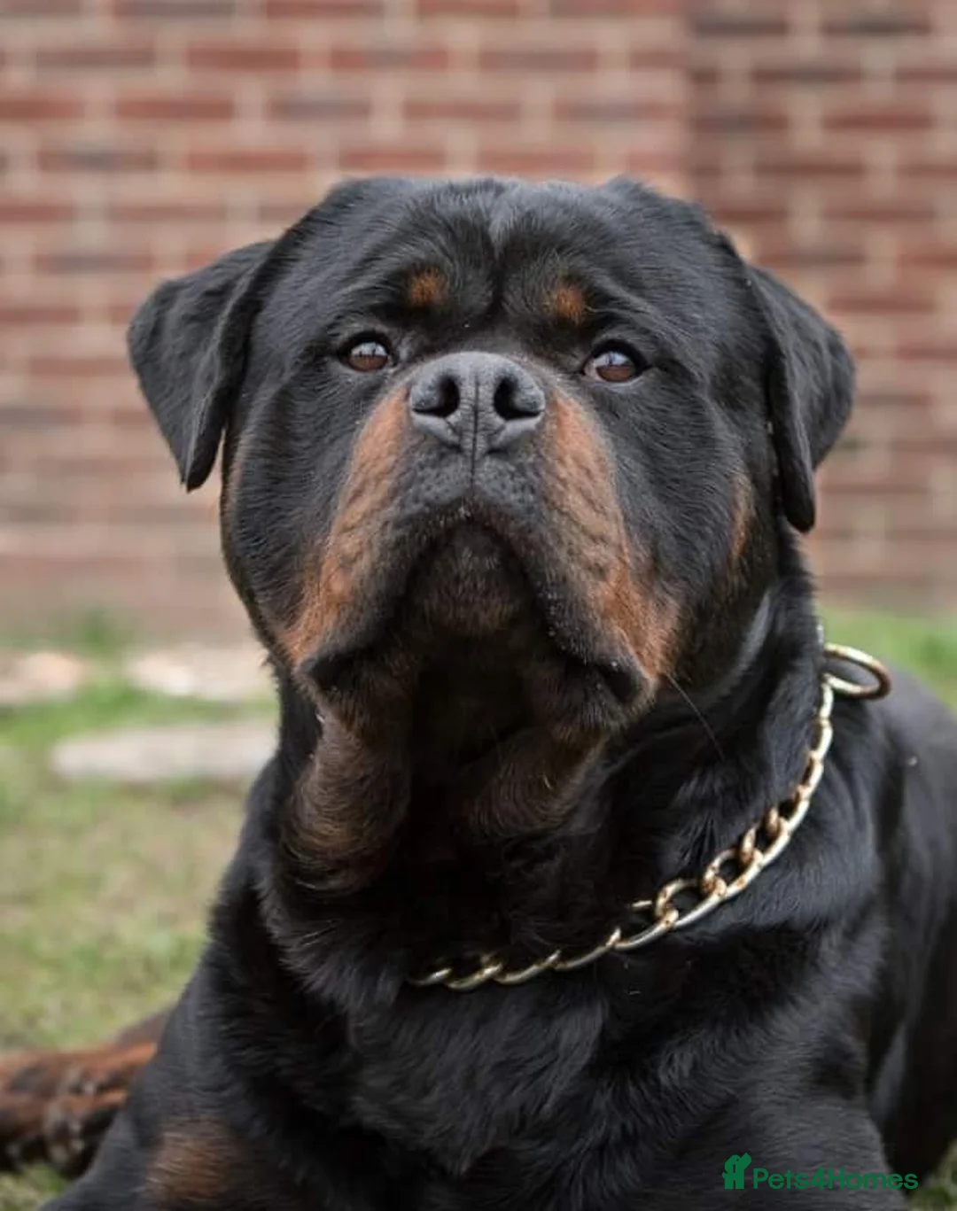 Rottweiler dogs for stud: Stunning Boy Available For Stud……. in Diss - Advert 1