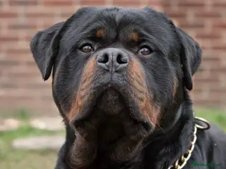 Rottweiler dogs Stunning Boy Available For Stud……. in Diss - Advert 1