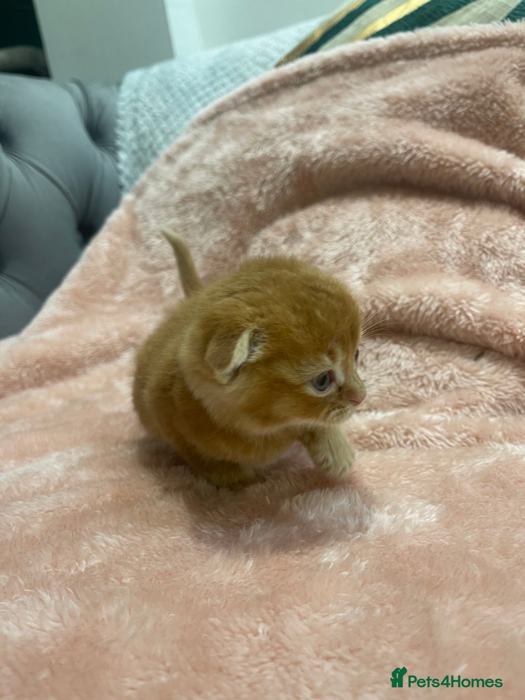 Scottish Fold cats for sale: Scottish fold/straight kittens  - Image 13