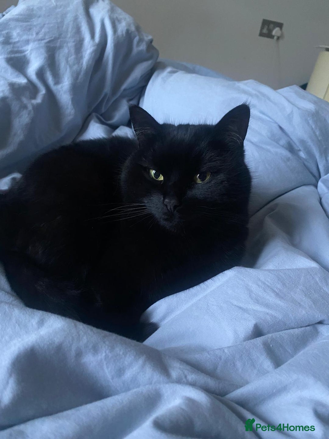 British Shorthair cats for sale: Kuro - Black British Shorthair - Advert 7