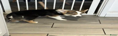 Welsh Corgi Pembroke Puppy 1