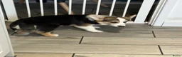 Welsh Corgi Pembroke dogs for sale: Two beautiful dogs for sale  in Swadlincote - Advert 3