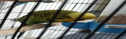 Budgerigars birds for sale: 3 Exhibition Budgies with cage & Accessories - Advert 5