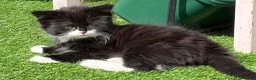 Mixed Breed cats for sale: LAST 2 ❤️LONG HAIRED HALF-RAGDOLL kittens ❤️ - Advert 9