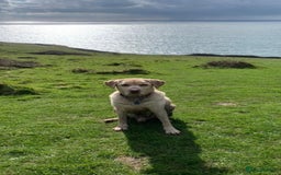 Labrador Retriever dogs for adoption: Tank  - Image 4