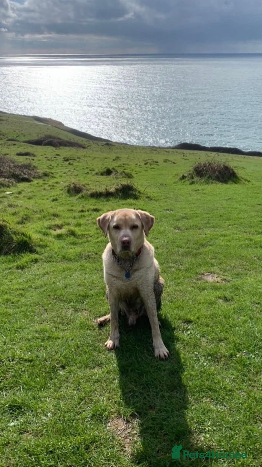 Labrador Retriever dogs for adoption: Tank  - Image 4