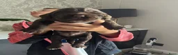 Sprocker dogs for sale: Adorable quality sprocker  puppies  - Advert 25