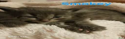 Mixed Breed cats for sale: Beautiful kittens - Advert 5