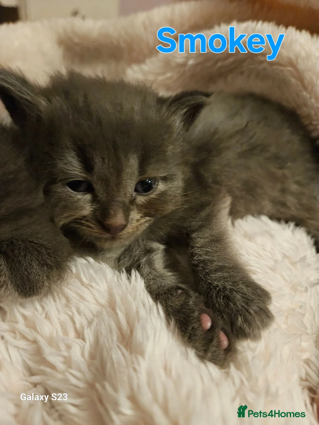 Mixed Breed cats for sale: Beautiful kittens - Advert 5