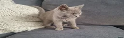 British Shorthair cats for sale: 2 beautiful BSH boys  - Advert 3