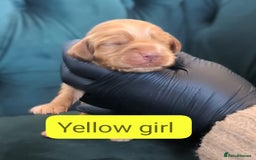 Cocker Spaniel dogs for sale: 🐾Pedigree Show cocker spaniel puppies🐾 - Image 14