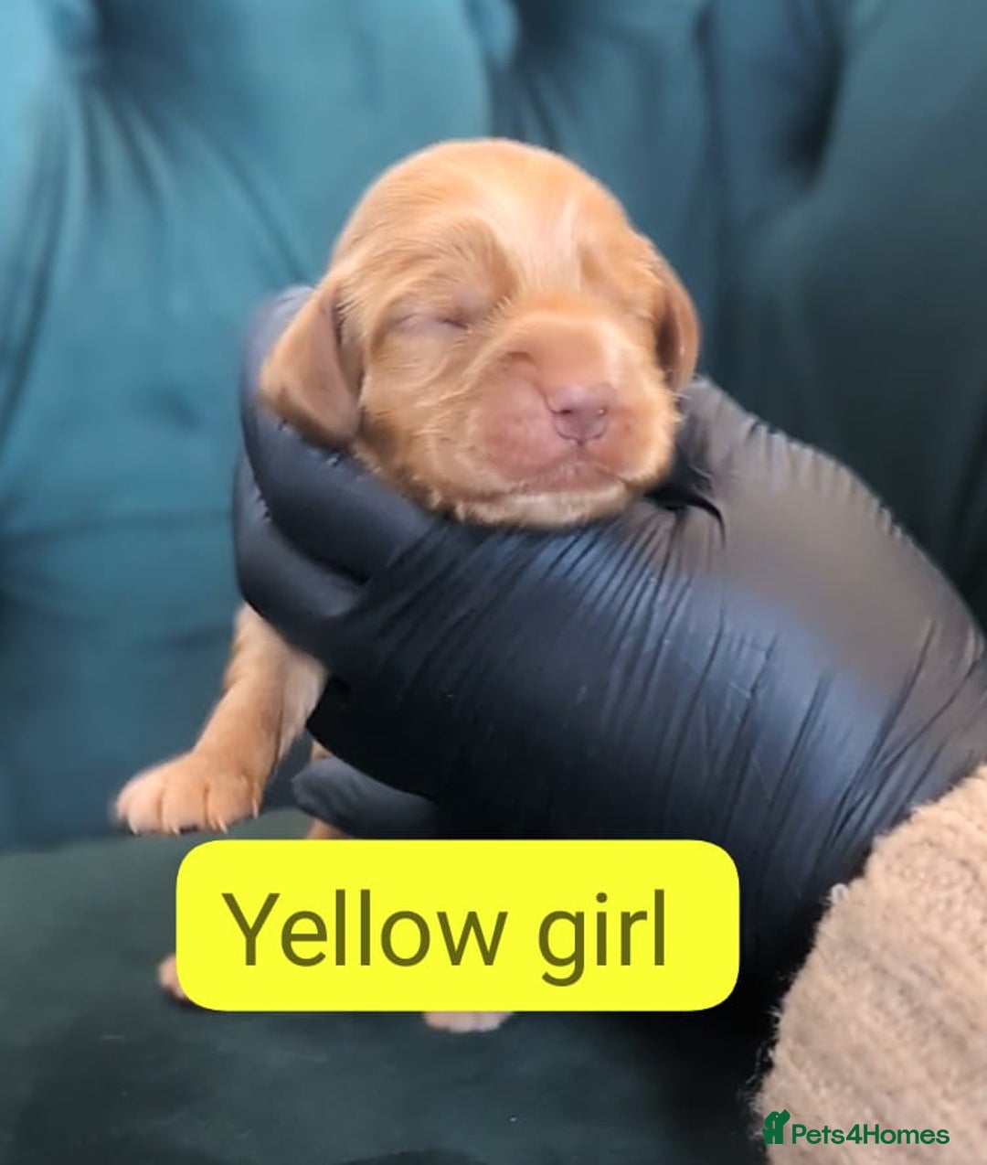 Cocker Spaniel dogs for sale: 🐾Pedigree Show cocker spaniel puppies🐾 - Image 14