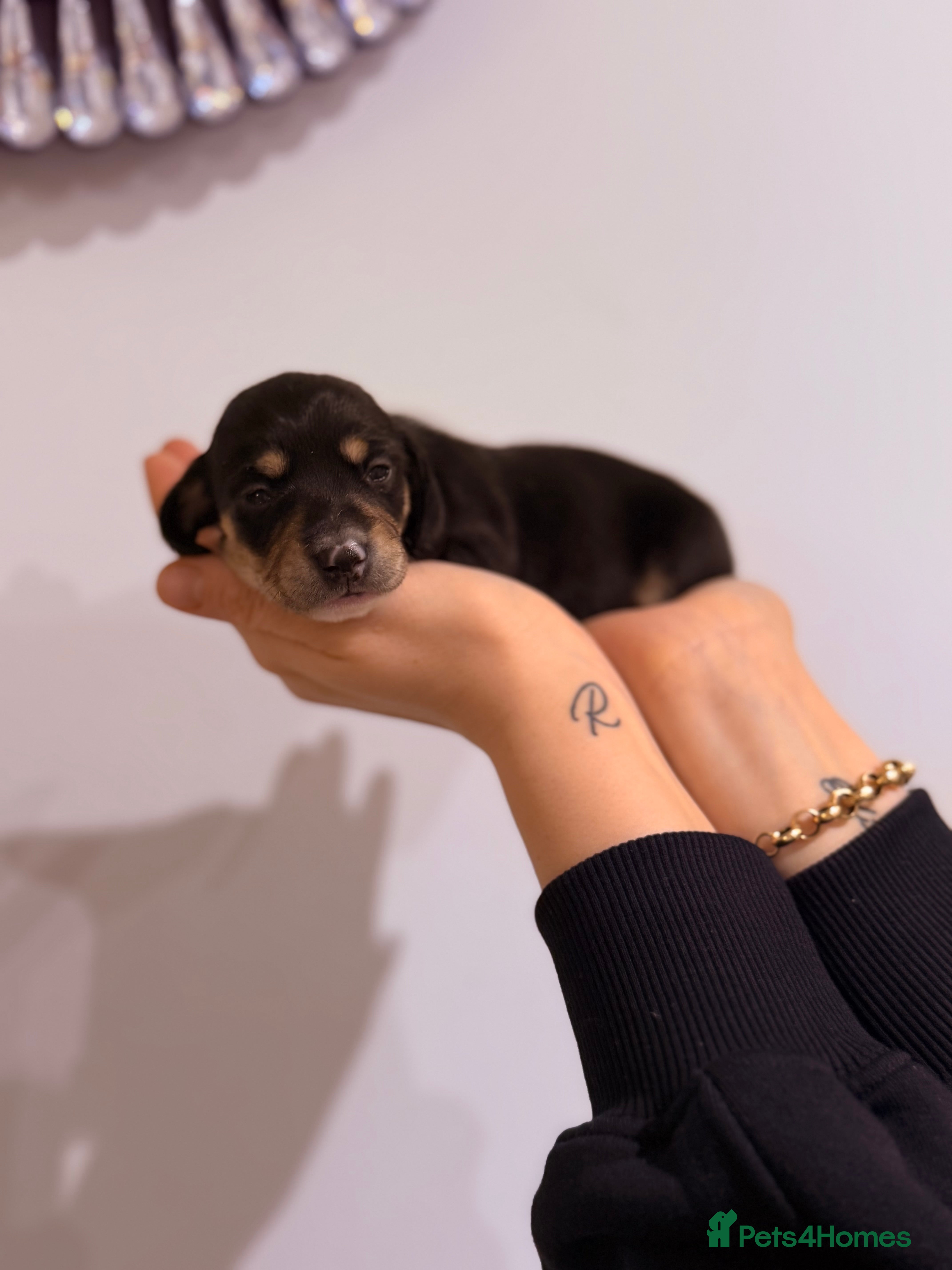 Miniature Dachshund dogs Last Black and cream gorgeous miniature dachshund! - Advert 1