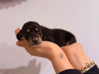 Miniature Dachshund dogs Last Black and cream gorgeous miniature dachshund! - Advert 2