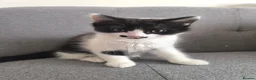 Mixed Breed cats for sale: Kittens for sale  - Advert 3