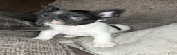 French Bulldog dogs for sale: Fluffy French Bulldog Puppies  - Advert 11
