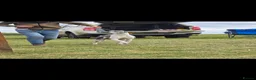 Whippet dogs for sale: Kc reg whippet litter - Advert 9