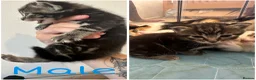 Mixed Breed cats for sale: Beautiful, friendly kittens for sale! - Advert 7