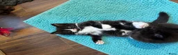 Mixed Breed cats for sale: Half ragdoll kittens! - Advert 23