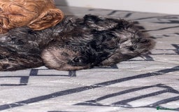 Cockapoo dogs for sale: F1bb mini cockapoo puppies  - Image 5