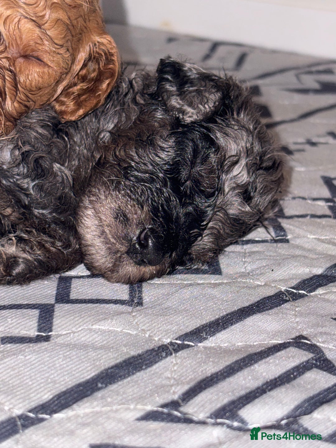Cockapoo dogs for sale: F1bb mini cockapoo puppies  - Image 5