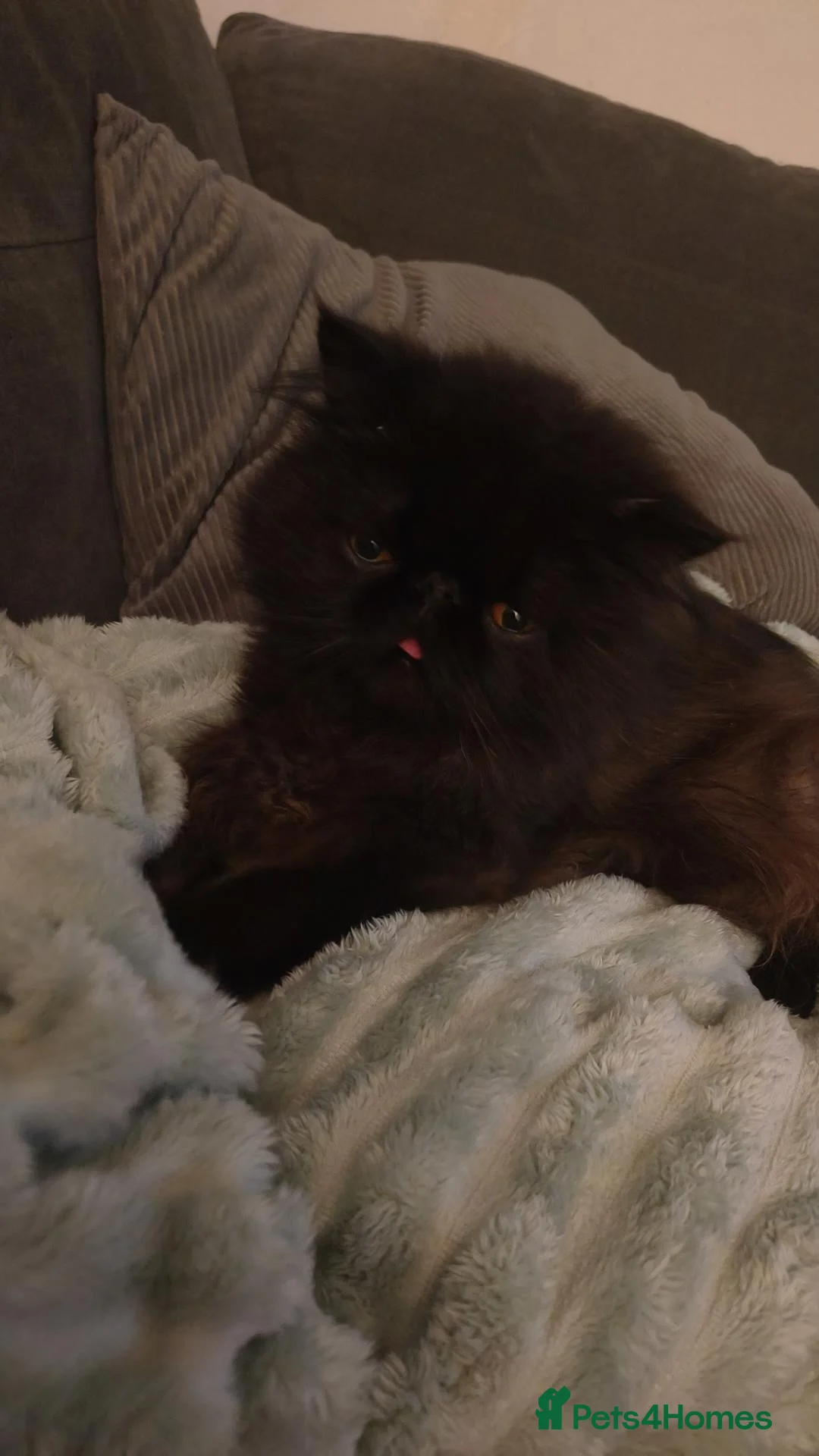 Persian cats for stud: Persian (registered with paperwork) for sale.  - Advert 2