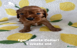 Cavalier King Charles Spaniel dogs for sale: Excessively tested Cavalier King Charles Spaniels - Image 23