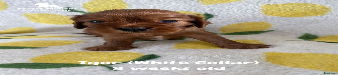 Igor