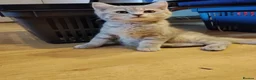 Mixed Breed cats for sale: Tabby and blue tortie girls looking forever home  - Advert 8