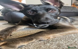 Mixed Breed dogs for sale: Staffy x Akita x ridgeback Girl  - Image 16