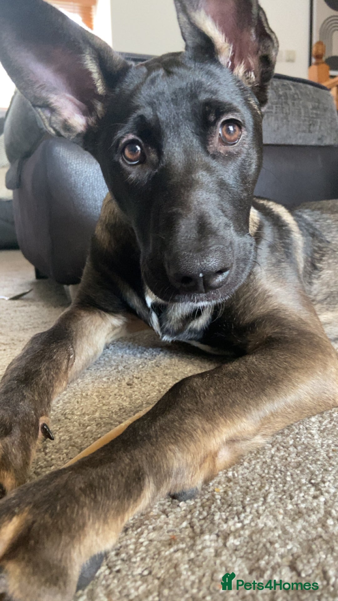 Mixed Breed dogs for sale: Staffy x Akita x ridgeback Girl  - Image 16