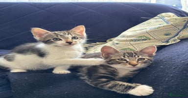 Mixed Breed cats - Advert 11