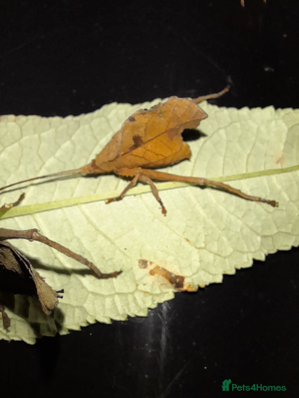Mixed Breed invertebrates Dead leaf katydid - Advert 1