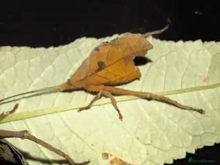 Mixed Breed invertebrates for sale: Dead leaf katydid - Advert 1