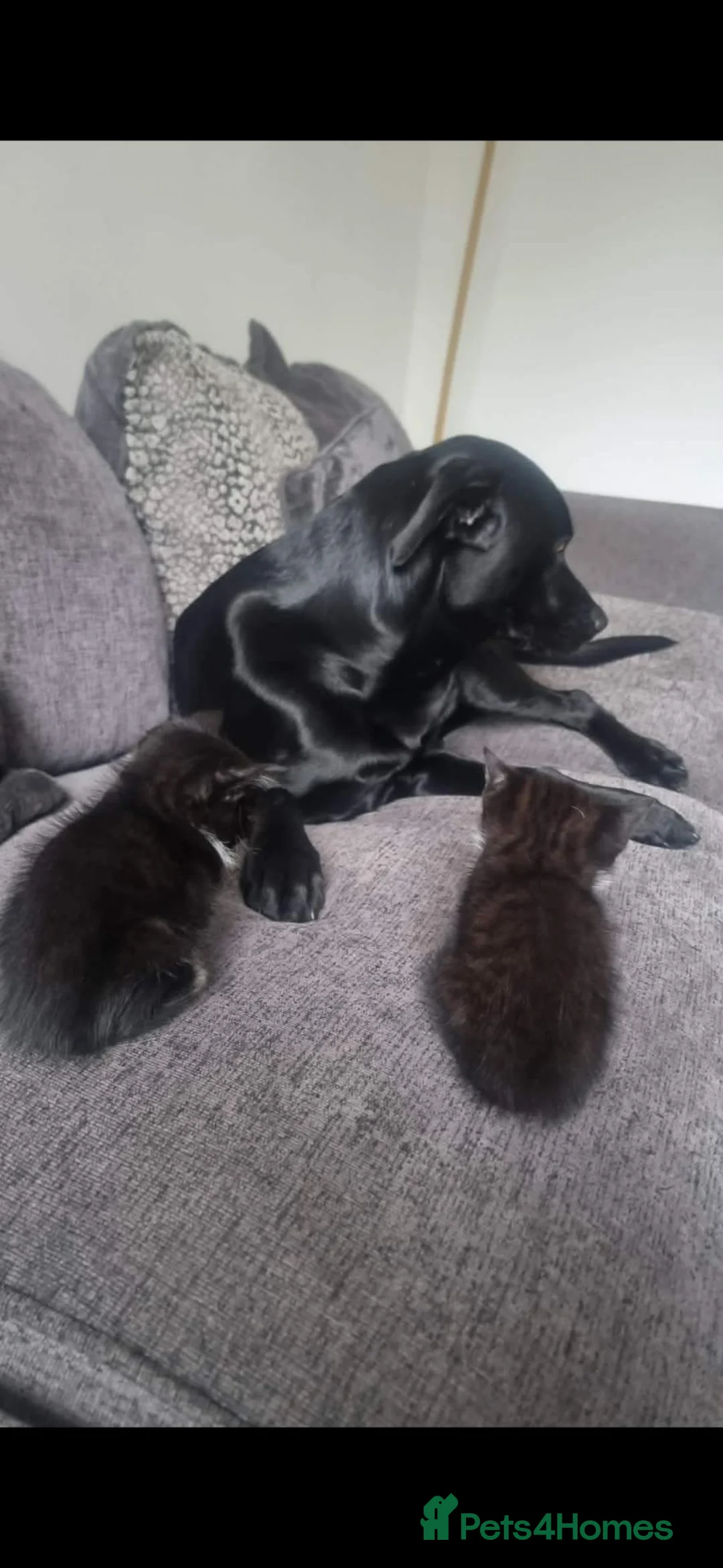 Mixed Breed dogs for sale: Marley  - Advert 3