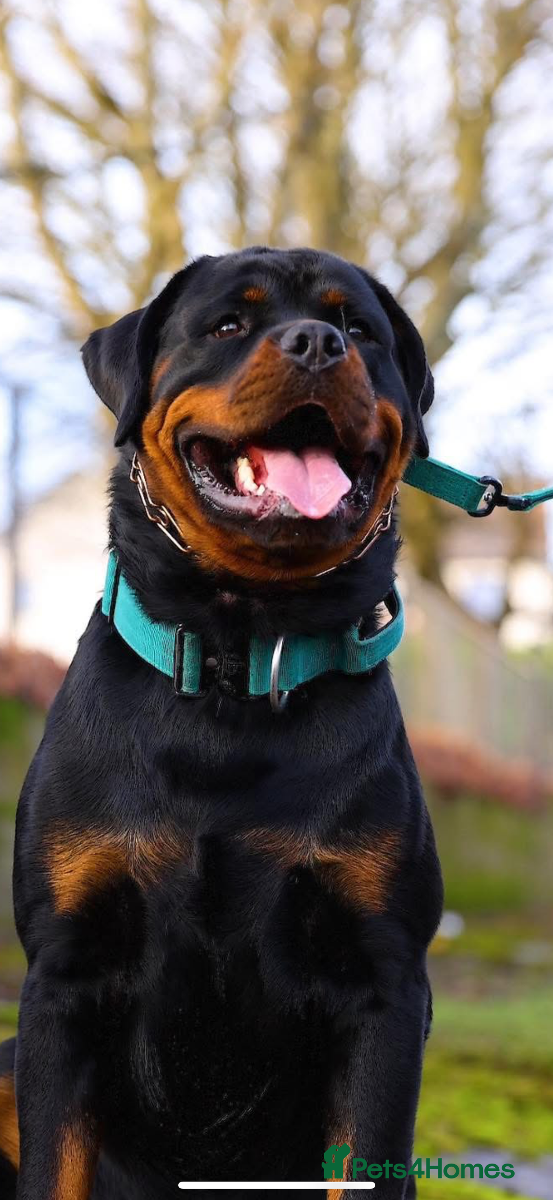 Rottweiler dogs for stud: Proven Health Tested Rottweiler Stud in Arrochar - Advert 3