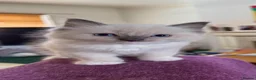 Ragdoll cats for sale: Gorgeous Ragdoll Kittens  - Advert 5