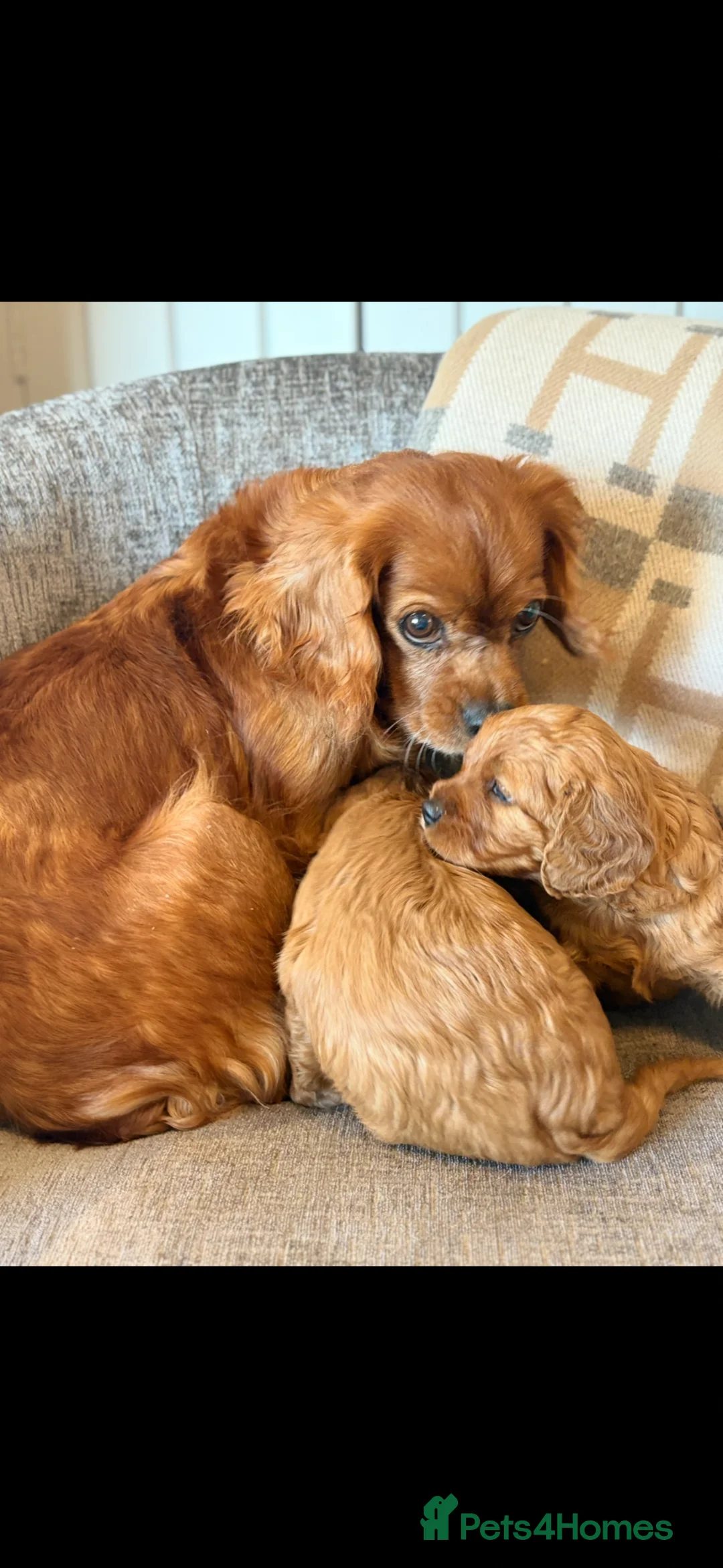 Cavapoo dogs for sale: Beautiful dark red Cavapoo puppies  - Advert 1