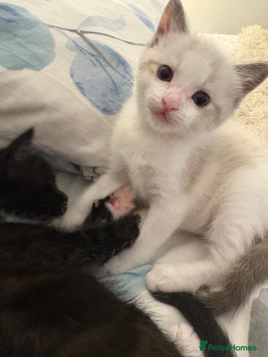 Bengal cats for sale: Ragdoll x Egyptian mau kitties  - Image 12