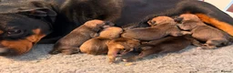 Staffordshire Bull Terrier dogs for sale: Three Red Girls - Advert 2