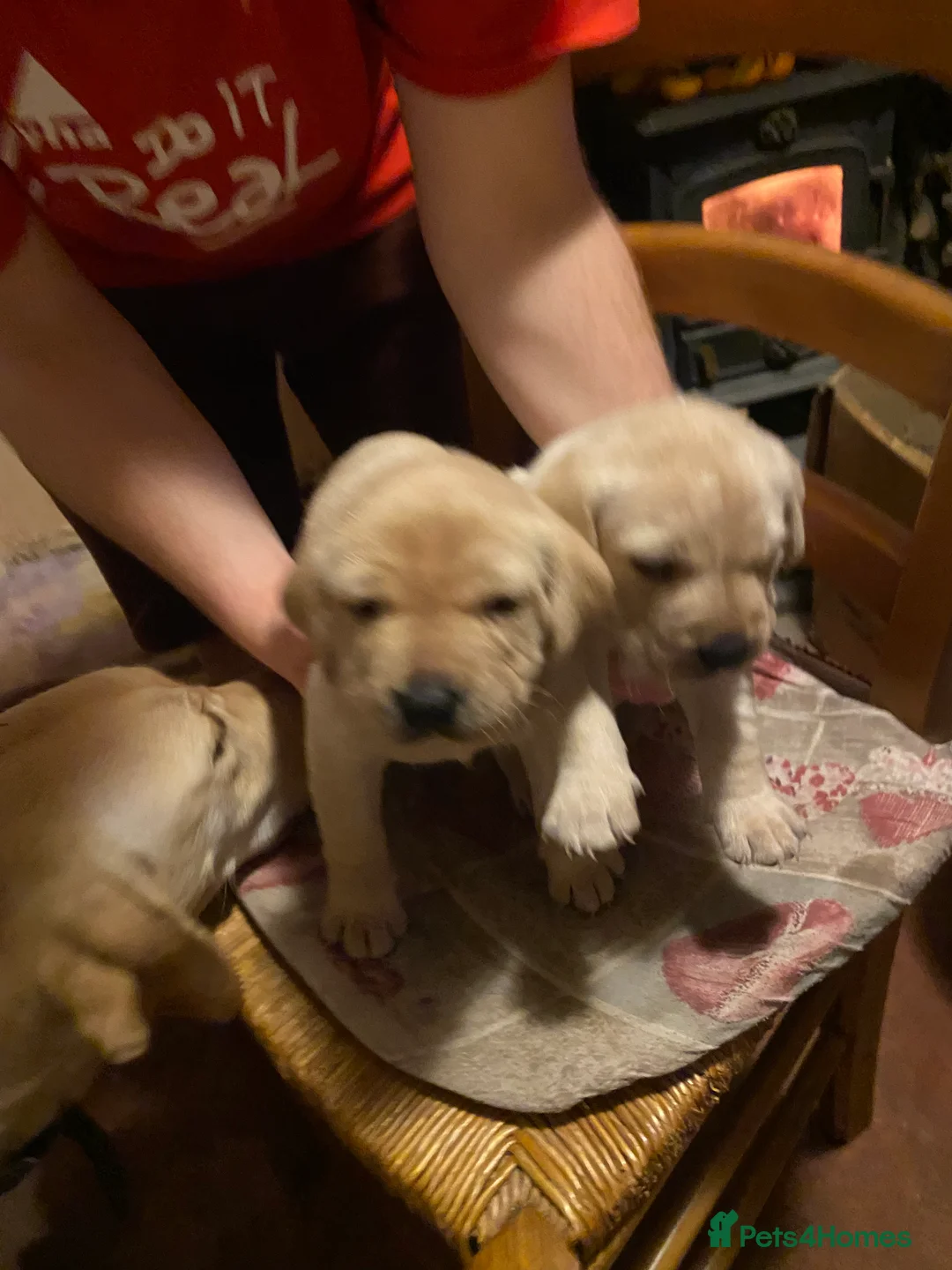 Labrador Retriever dogs for sale: Lovely Labrador puppies  in Bourne - Advert 17